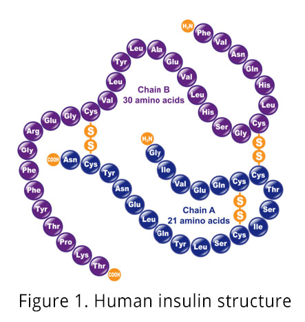 Figure 1. Human insulin structure