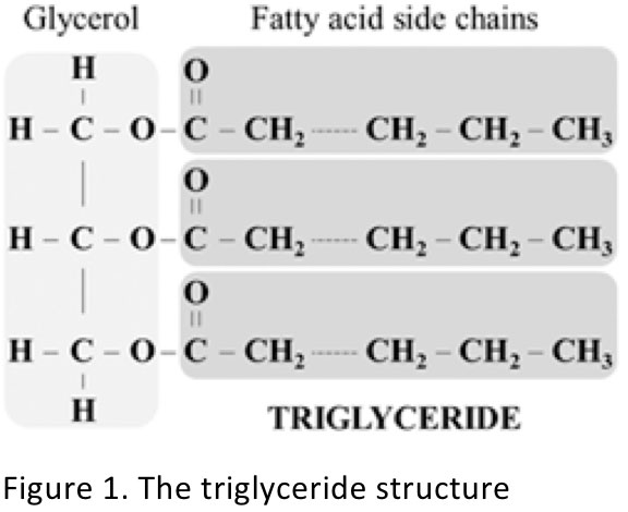 Figure 1. The triglyceride structure