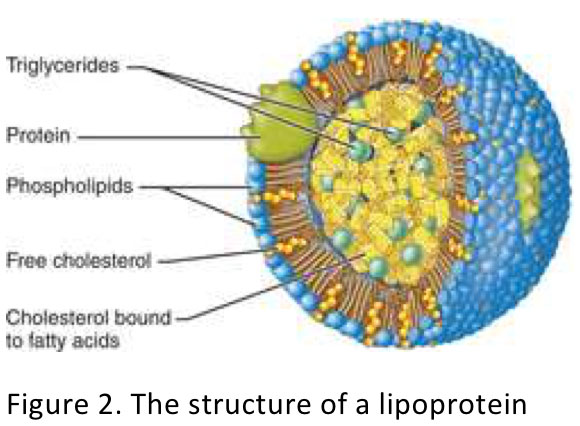 Figure 2. The structure of a lipoprotein