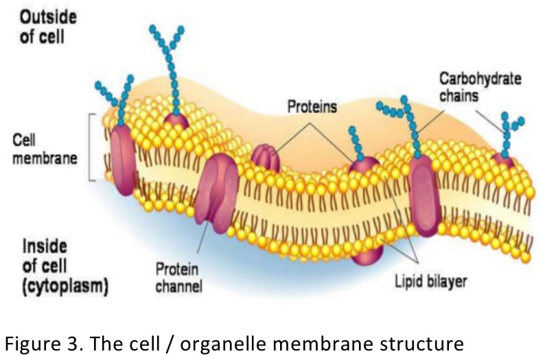 Figure 3. The cell / organelle membrane structure